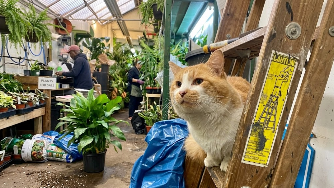 15 Times a Flower Bouquet Carried More Forgiveness and Human Connection Than Anyone Expected 